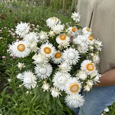 Image result for Helichrysum globosum