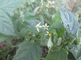 Image result for Solanum aculeatissimum