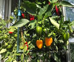 Growing chilies in a greenhouse equipped with grow lights and something that heats it up can also extend the in this section, you will learn how to grow chili peppers outdoors. Hydroponic September Hydroponic Self Supply Balcony Project