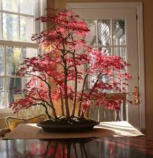 Here it is in december, 2020, as most of the leaves have fallen: Bonsai Maple Forest In Autumn Red Maple Bonsai Maple Bonsai Japanese Bonsai