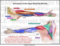 Innervation Of The Upper Extremity Muscles Medical Exhibit