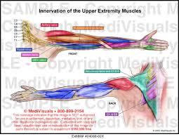 innervation of the upper extremity muscles medical exhibit