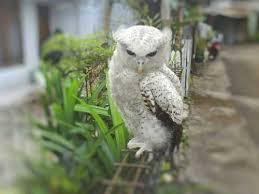 We did not find results for: Burung Hantu Jenis Ciri Harga Dan Makanan Jagad Id