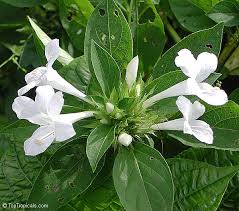 Image result for Barleria whytei