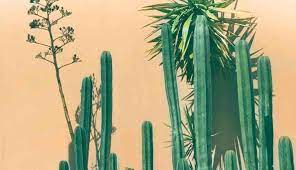 Cactus has also had other practical uses. Top 12 Cacti And Succulents For Full Sun Succulent Plant Care