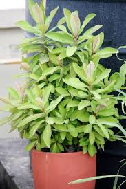 Image result for Euphorbia umbellata
