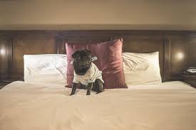Pet Friendly Accommodation Mercure Hotel Canberra The Pug Diary Pet Friendly Accommodation Pugs Dog Friends
