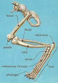The second largest bone in physique is the tibia, additionally known as the shinbone. Http Www Daviddarling Info Encyclopedia C Cat Domestic Anatomy Html Cat Anatomy Domestic Cat Cat Species