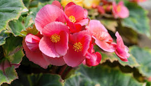 Image result for Begonia