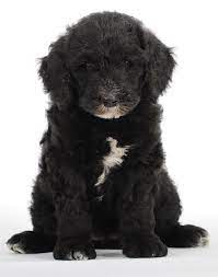 Swissridgegoldenmountaindoodle Doodle Dog Doodle Dog Breeds Doodle Puppy