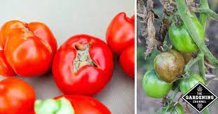 The white core is a stress response. Common Tomato Fruit Problems Gardening Channel