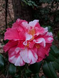 Camellia Japonica Edna Bass Variegated Japonica Variegated Flowers