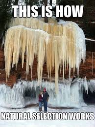 Image result for Natural funny image
