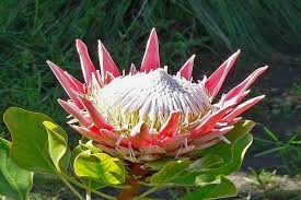 Central African Republic National Flower King Protea Protea Cynaroides Protea Flower Flower Meanings Lily Plants