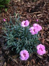 Dianthus Alpine Flowers Garden Flower Beds Beautiful Pink Flowers