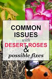 Mites mainly on underside of leaves; 6 Common Issues With Desert Rose Possible Fixes