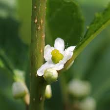 Image result for Xyris natalensis