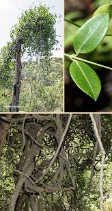 Image result for Secamone