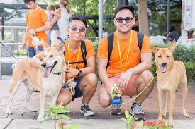 This guide explains how to get involved with your local shelter and what the pros and cons are. 10 Places For Animal Lovers To Volunteer At In Singapore