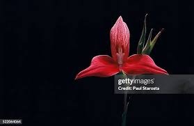 Image result for Disa robusta