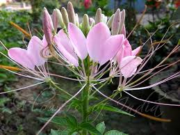 Image result for Cleome houtteana