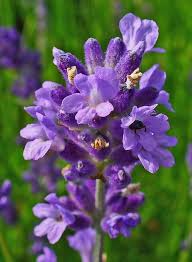 Nach dem kauf sollte der lavendel so schnell wie möglich eingesetzt werden, um den wurzeln mehr freiraum zu geben. Lavendel Pflanzen Ernten Trocknen Uberwintern