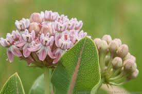 More Than One Milkweed Milkweed Asclepias Birds Butterflies