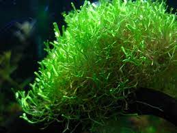 Les plantes gazonnantes sont les plus belles au sein d'un aquarium, elles lui ces degrés de difficulté influencent le choix de l'équipement de la cuve, la nature du substrat de fond, la fréquence de l'entretien (taille des plantes, changement de l'eau. Plantes Pour Aquarium Sans Subtrat Sans Sol Nutritif Aquariophilie Org