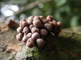 Image result for Englerophytum natalense