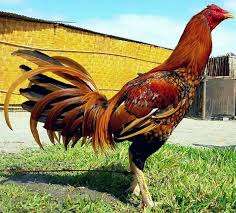 Ayam peruvian atau yang biasa dikenal dengan nama ayam peru merupakan salah satu ayam jantan (jago) yang banyak digunakan untuk lomba. 26 Ide Ayam Peruvian Ayam Binatang Buas Binatang