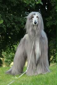 Afgano Afghan Hound Long Haired Dogs Dogs Day Out