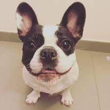 , , , 嘓, 幗, , 慖, 摑, 漍, 槶, , , , , 膕,. æ³•åœ‹è€è™Ž é»žé»žthe French Bulldog Home Facebook