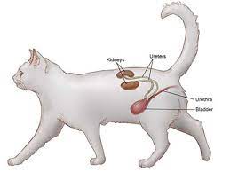 Werber has six cats that all get fed at the same time, yet they eat in different areas. Feline Lower Urinary Tract Disease Cornell University College Of Veterinary Medicine