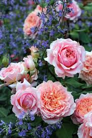 Le festival des jardins est ouvert pour 5 mois : Rose Festival Des Jardins De Chaumont Beautiful Flowers Flowers Beautiful Roses