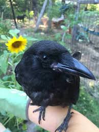 Raised A Baby Crow Baby Crows Crow Bird