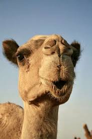 But what happens when a camel walks into a pet store? C A M E L