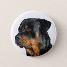 Rottweiler Black And Brown Puppy Love Rottweiler Black Brown Puppy Dog Pin Button Zazzle Com Dogs And Puppies Rottweiler Dog Dog Greeting Cards