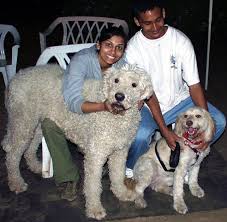 Puppies are sometimes available from top quality big and beautiful irish wolfhounds around north america and europe. Irish Wolfhound Poodle Mix Petfinder
