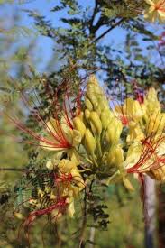 Image result for Caesalpinia