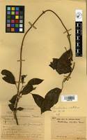 Image result for Clerodendrum fuscum