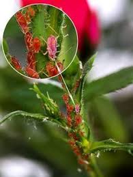 Les Bienfaits Du Bicarbonate De Soude Pour Un Jardin De Reve Jardinage Astuce Jardinage Jardinage Potager