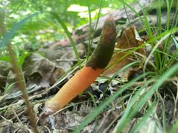 Image result for Mutinus elegans