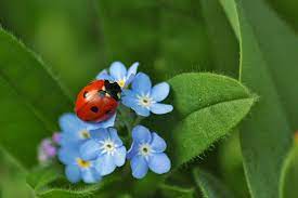 Myosotis