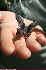 It S A Dragon Baby Dragon Baby Toothless Pet Dragon