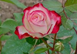 Resultado de imagen para rosas atigradas