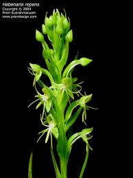 Image result for Habenaria kilimanjari