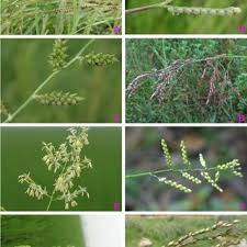Image result for Urochloa semiundulata