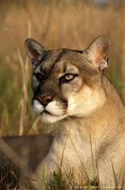 Florida Panther Endangered Florida Panther Beautiful Cats Lions