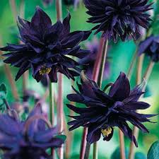 Other common names columbine 'black barlow'. Aquilegia Black Barlow Perth Wa Online Garden Centre