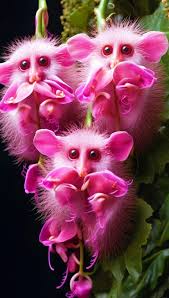 Pink Monkey Face Orchid Seeds – Leaflooms